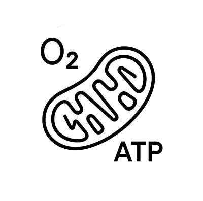 Mitochondriale Unterstützung
